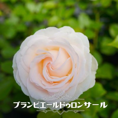 白系でツルバラ 苗木部 本店 By 花ひろばオンライン