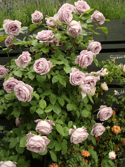 バラ リモンチェッロ 苗 販売 苗木部 By 花ひろばオンライン