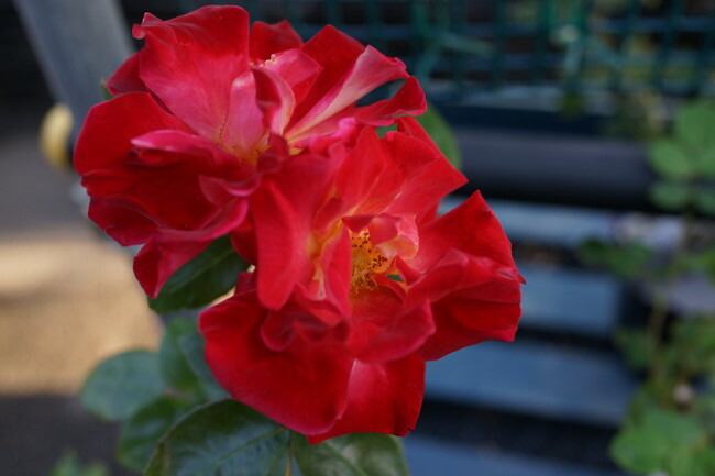 バラ つるチャールストン 苗 販売 苗木部 By 花ひろばオンライン