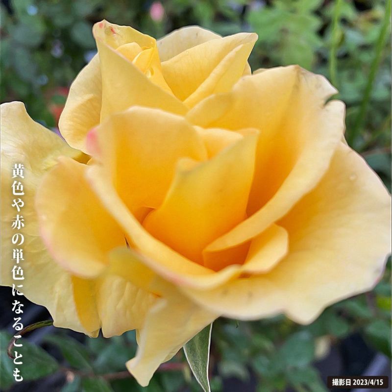 バラ つるチャールストン Fl フロリバンダ 苗 販売 苗木部 By 花ひろばオンライン