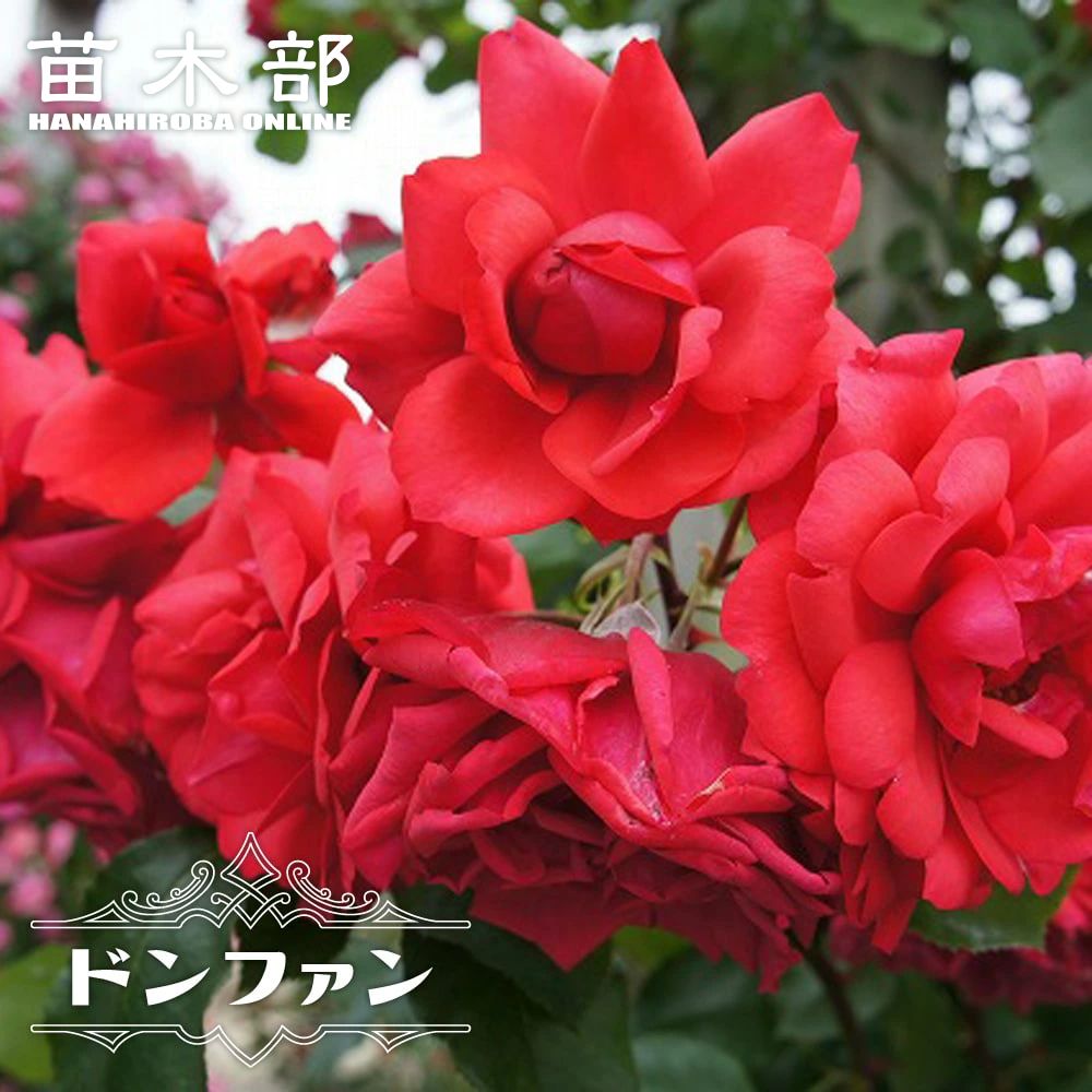ドンファン Cl クライミング つるバラ 苗 販売 苗木部 By 花ひろばオンライン