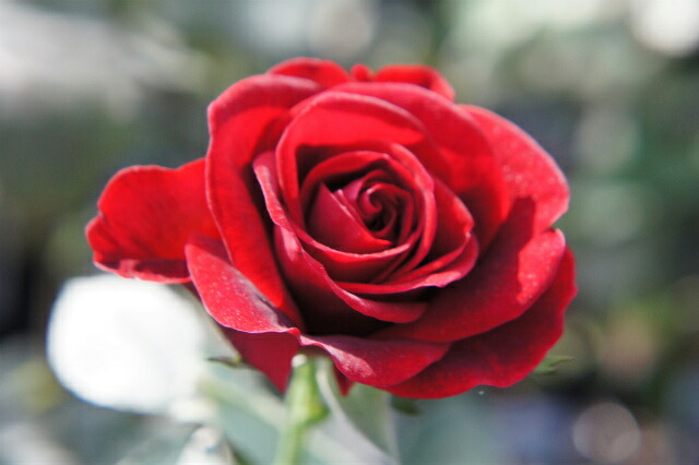 ドンファン Cl クライミング つるバラ 苗 販売 苗木部 By 花ひろばオンライン