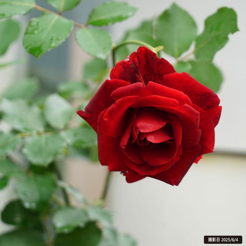 バラ ドンファン CL クライミング (つるバラ) 苗 販売 苗木部 By 花