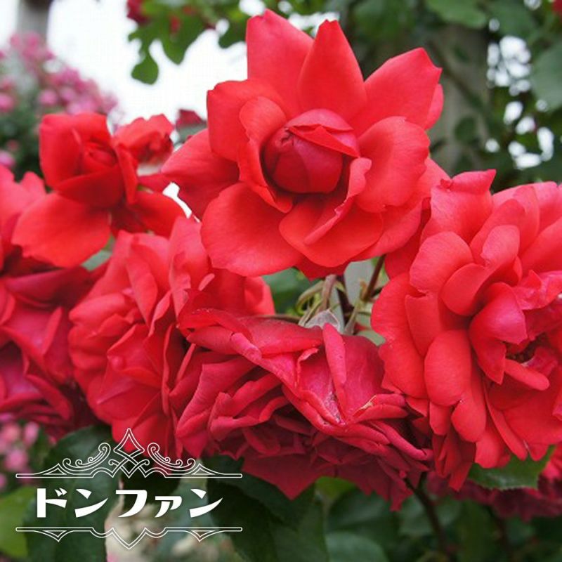 どんばら バラ「堀木園芸 リーズン」 | tokyo_shokubutsu_zufu