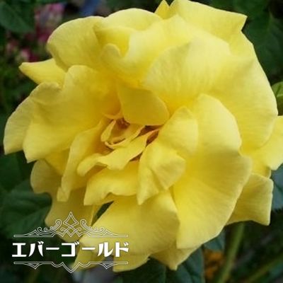 バラ ゴールデンシャワーズ 苗 販売 苗木部 By 花ひろばオンライン