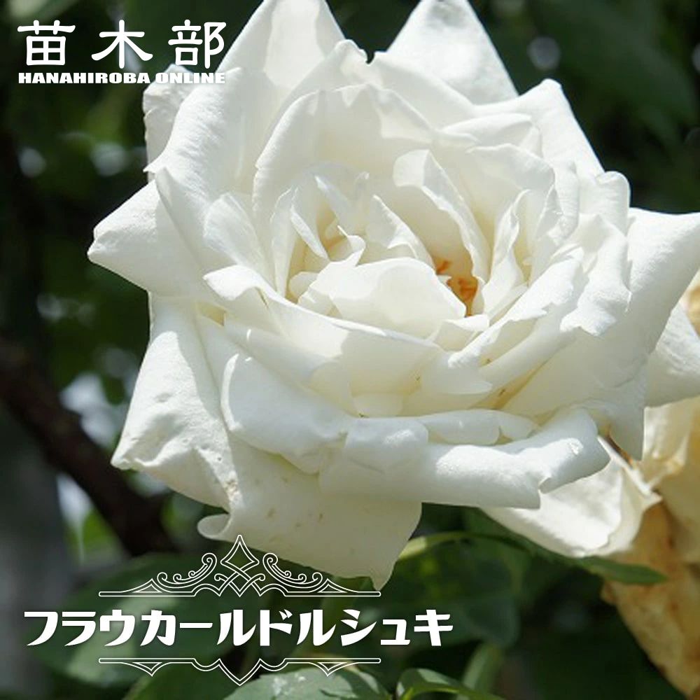 白系でツルバラ 苗木部 本店 By 花ひろばオンライン