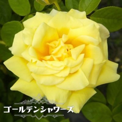 バラ パレード Cl クライミング つるバラ 苗 販売 苗木部 By 花ひろばオンライン バラ パレード Cl クライミング つるバラ 苗 販売 苗木部 By 花ひろばオンライン