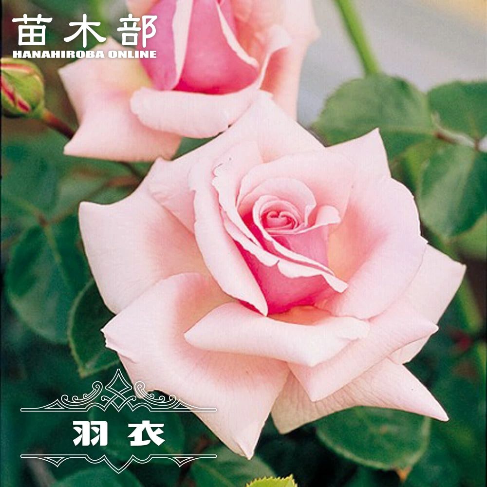 バラ 羽衣 苗 販売 苗木部 By 花ひろばオンライン