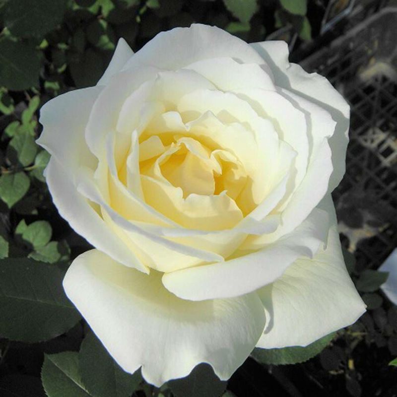 オフホワイトのばらと枝の花と葉 オフホワイトのばらと枝の花と葉