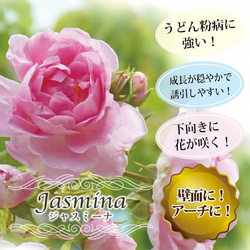 バラ ジャスミーナ Lci ラージフラワードクライマー つるバラ 苗 販売 苗木部 バラ ジャスミーナ Lci ラージフラワードクライマー つるバラ 苗 販売 苗木部