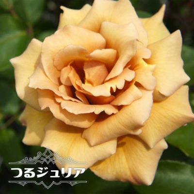 バラ苗 プリンセス アン 大苗 イングリッシュローズ Er 強健 予約販売12 翌1月頃入荷予定 苗木部 本店 By 花ひろばオンライン バラ苗 プリンセス アン 大苗 イングリッシュローズ Er 強健 予約販売12 翌1月頃入荷予定 苗木部 本店 By 花ひろばオンライン