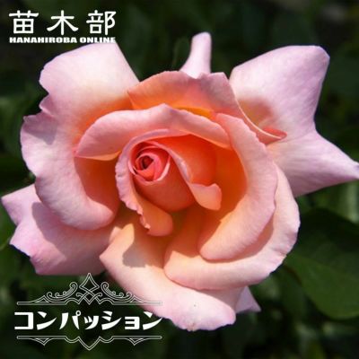 バラ コンパッション Lcl ラージフラワードクライマー つるバラ 苗 販売 苗木部
