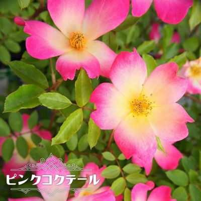 複色咲き系のツルバラ 苗木部 本店 By 花ひろばオンライン 複色咲き系のツルバラ 苗木部 本店 By 花ひろばオンライン