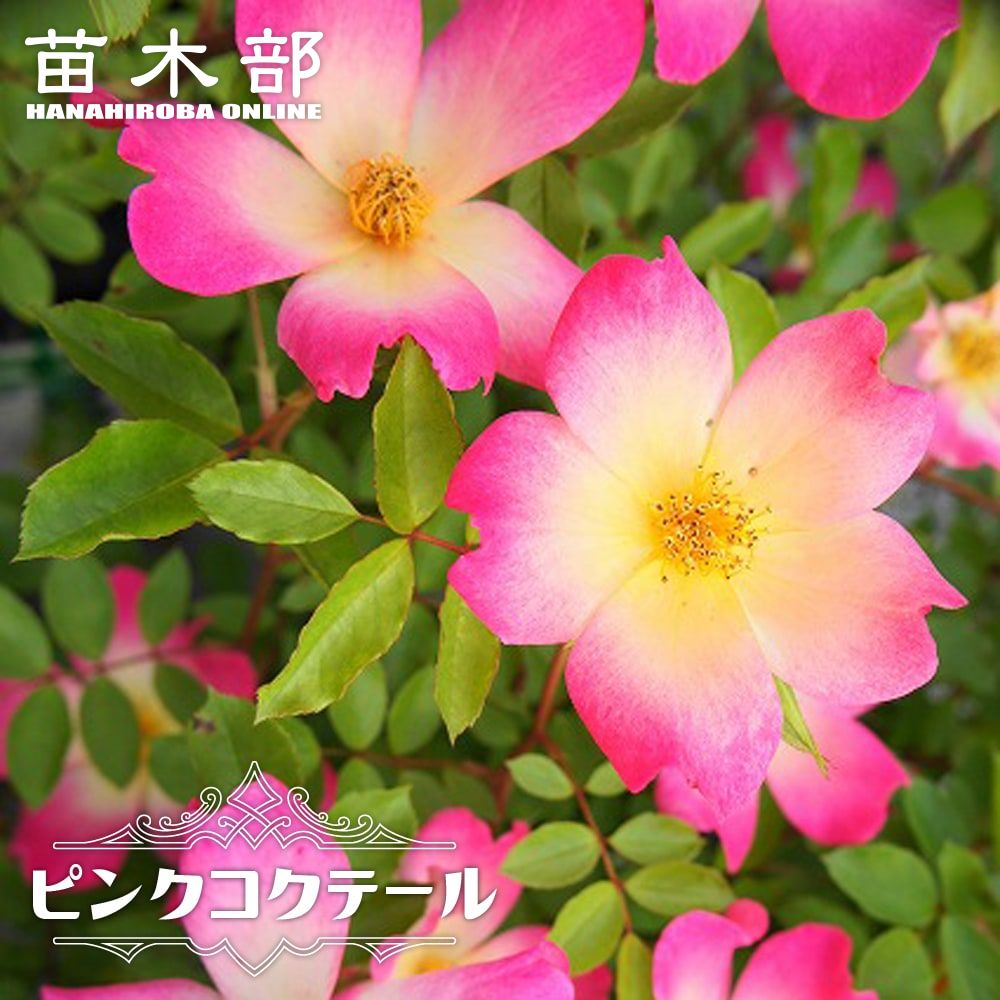 バラ ピンクサマースノー Cl クライミング つるバラ 苗 販売 苗木部