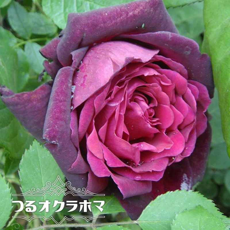 ハシマカオル様【バラ】 000000000587-01-l.jpg?t=