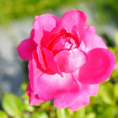 ブランド品専門の 正規品 四年生 薔薇苗 香り薔薇 強健 接木苗 バラ