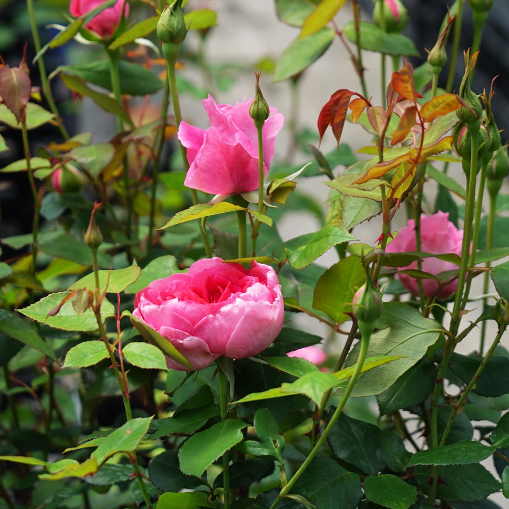 バラ苗 Borobudurpedia Id