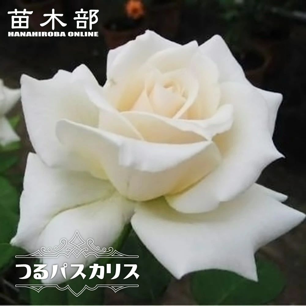 バラ つるパスカリ 苗 販売 苗木部 By 花ひろばオンライン