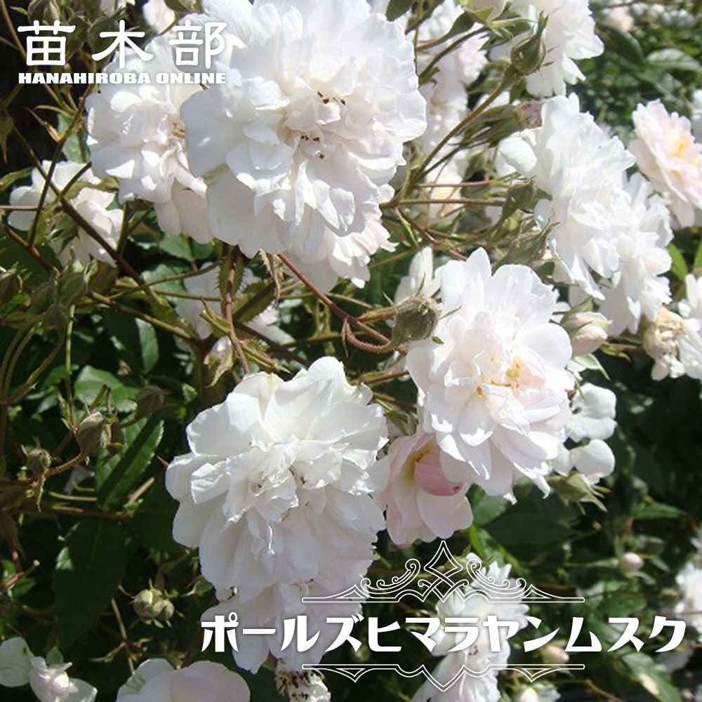 花色で選ぶつる性バラ ピンク系つるバラのバラ苗通販 苗木部 By 花ひろばオンライン