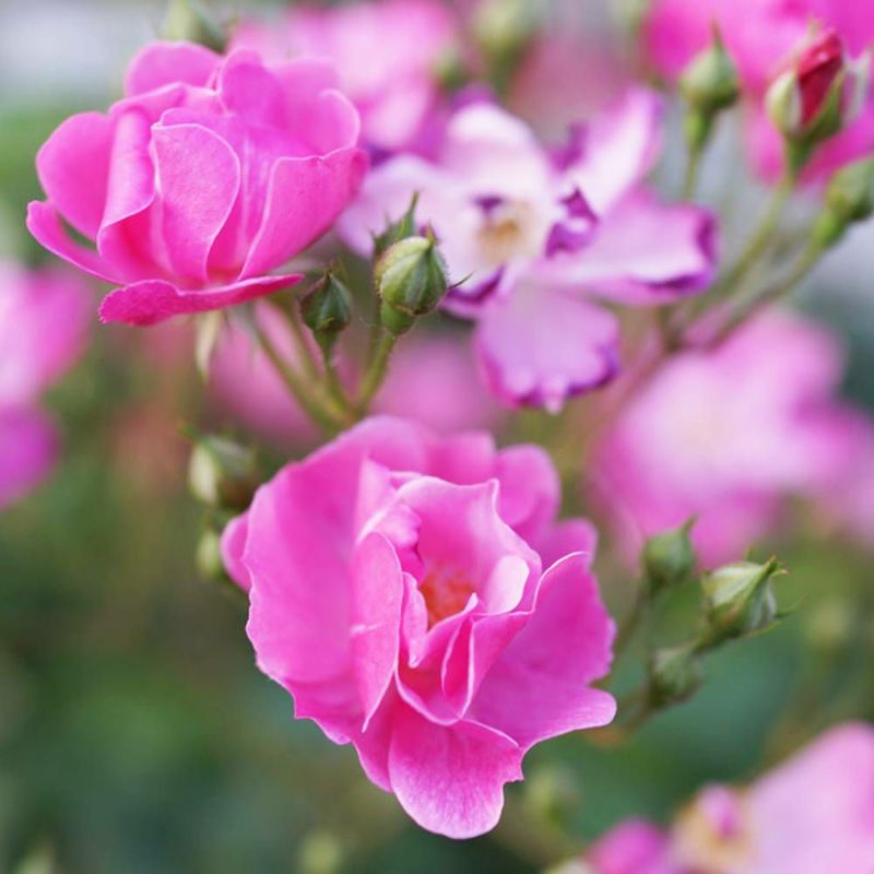 バラ ラベンダードリーム S シュラブ （半つるバラ） 苗 販売 苗木部