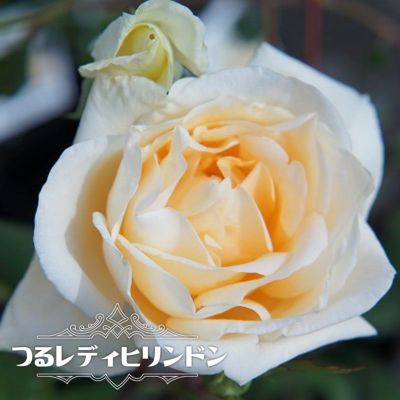 バラ苗 夜来香 イエライシャン 河本バラ園 大苗 6号ポット Ht 紫色 バラ 苗 四季咲き 大輪 薔薇 予約販売12月 翌1月頃入荷予定 苗木部 本店 By 花ひろばオンライン