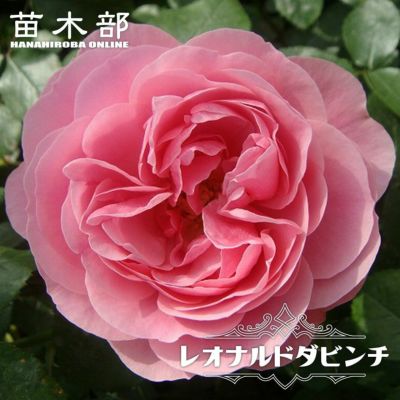 花色で選ぶつる性バラ ピンク系つるバラのバラ苗通販 苗木部 By 花ひろばオンライン