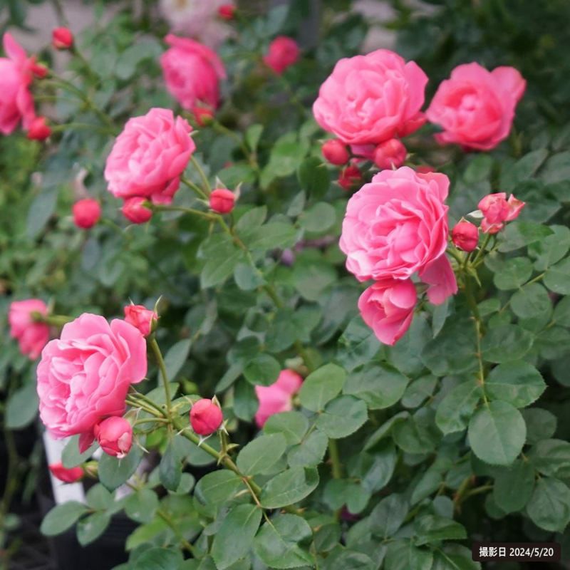 楽天市場】バラ苗 バラ大苗 つるバラ レオナルドダヴィンチ 薔薇