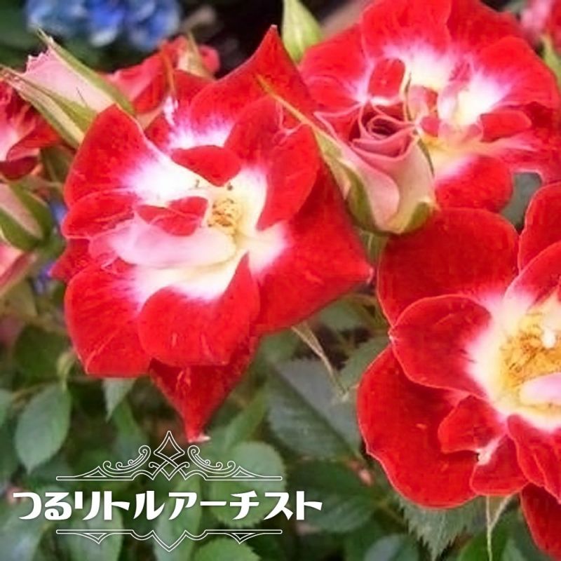 赤い薔薇　ミクストメディア　ホワイト額入り 000000000617-01-l.jpg?t=