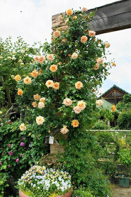 ロイヤルサンセット　超大苗（4年生苗）　つる薔薇 ロイヤルサンセット 超大苗（4年生苗） つる薔薇 - メルカリ