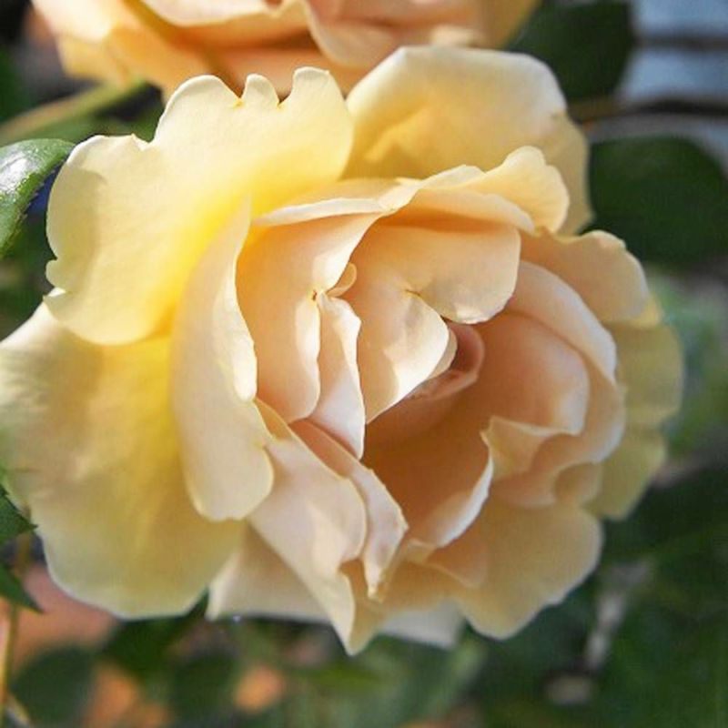 ロイヤルサンセット　超大苗（4年生苗）　つる薔薇 ロイヤル サンセット – Royal Sunset | 姫野ばら園八ヶ岳農場