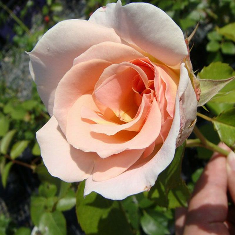 ＊北田様確認用＊つるばら苗　ロココ バラ苗 北田様確認用＊つるばら苗 ロココ バラ苗 北田様確認用＊