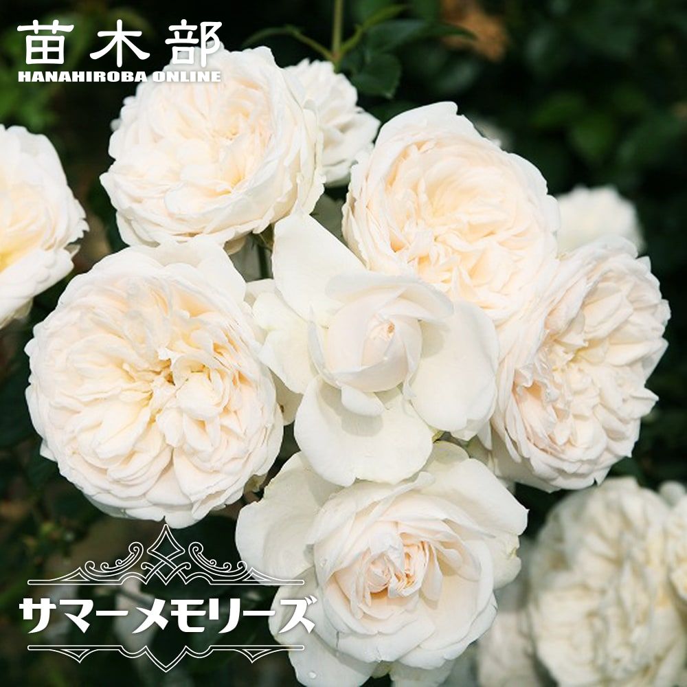 バラ つるサマースノー Clf クライミングフロリバンダ つるバラ 苗 販売 苗木部 バラ つるサマースノー Clf クライミングフロリバンダ つるバラ 苗 販売 苗木部