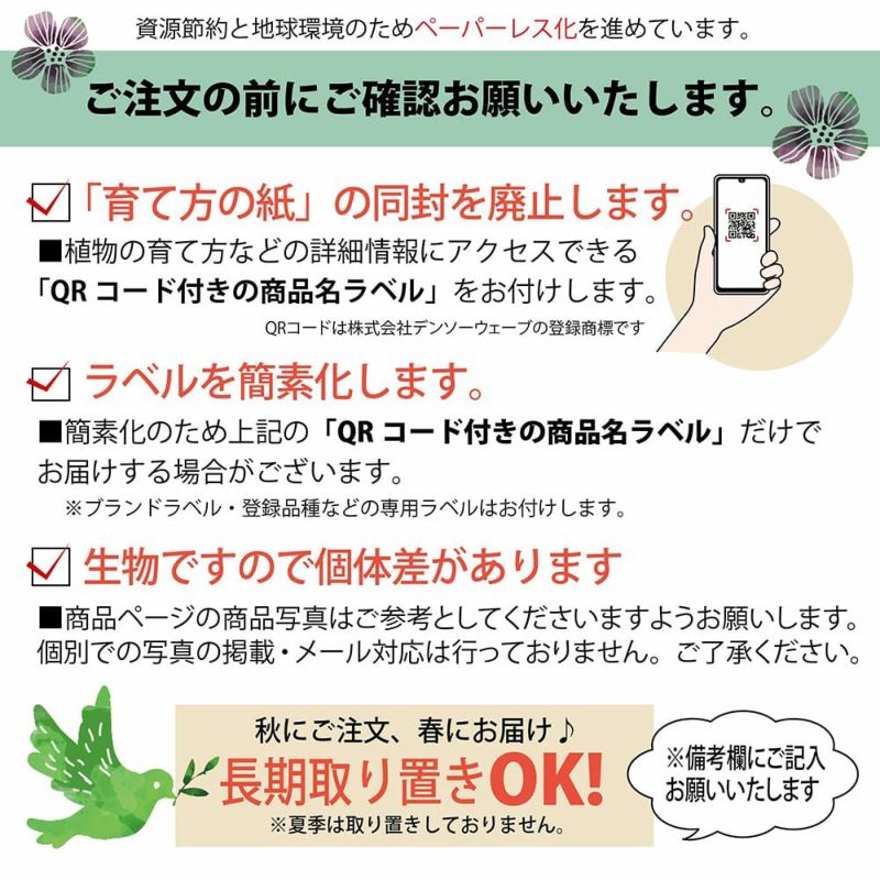 バラ Clf クライミングフロリパンダ つるバラ つるサマースノー 苗 販売 苗木部