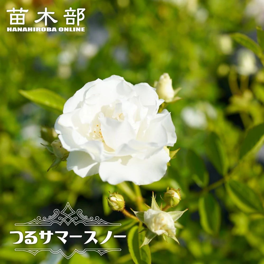 白系のツルバラ 苗木部 本店 By 花ひろばオンライン