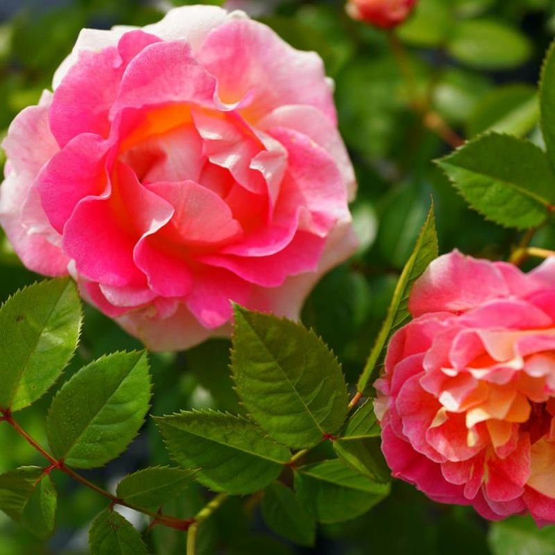 Para…..Beach バラ苗 バラ苗 鉢植え6寸 2025 ピンク パラダイス Pink Paradise 国産