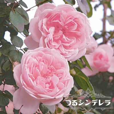 ピンク系のツルバラ 苗木部 本店 By 花ひろばオンライン