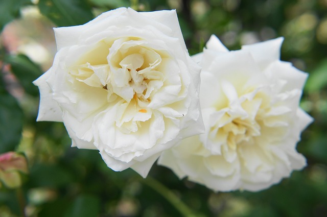 新雪 Cl クライミング つるバラ 苗 販売 苗木部 By 花ひろばオンライン