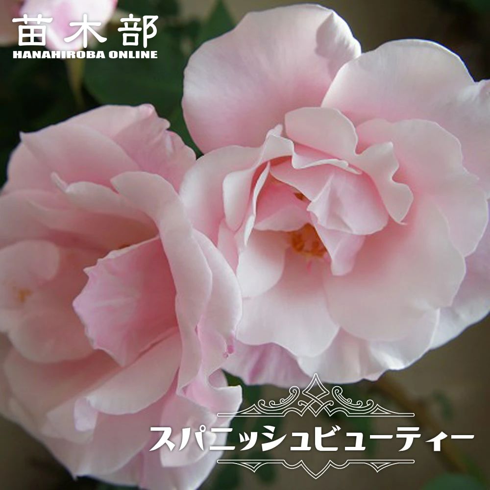 花色で選ぶつる性バラ ピンク系つるバラのバラ苗通販 苗木部 By 花ひろばオンライン