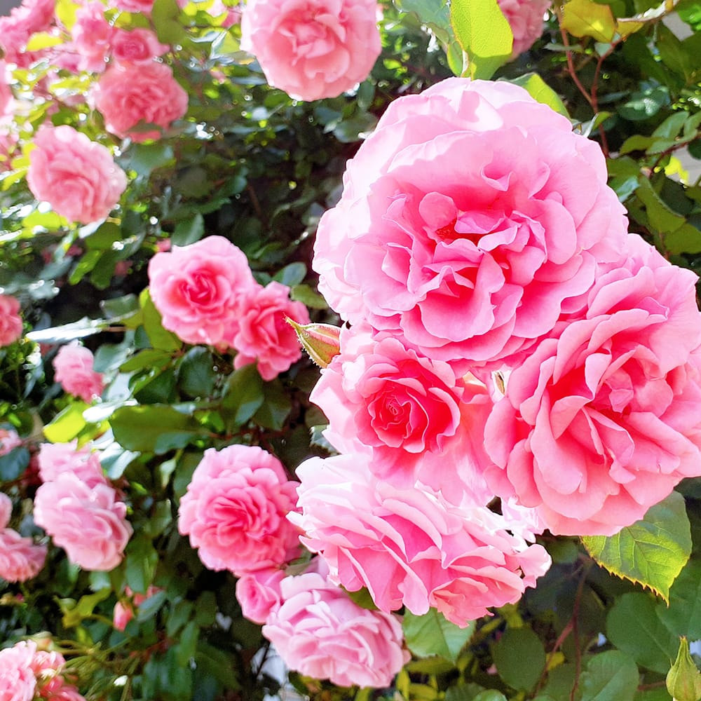 シャドウボックス完成品、額付(つるバラ庭園) タカショー アーチ バラ クレマチス 誘引 つる性 ガーデニング 庭