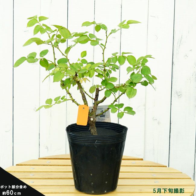 バラ つるミミエデン CL クライミング (つるバラ)の通販 苗木部 By 花