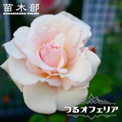 花色で選ぶつる性バラ ピンク系つるバラのバラ苗通販 苗木部 By 花ひろばオンライン