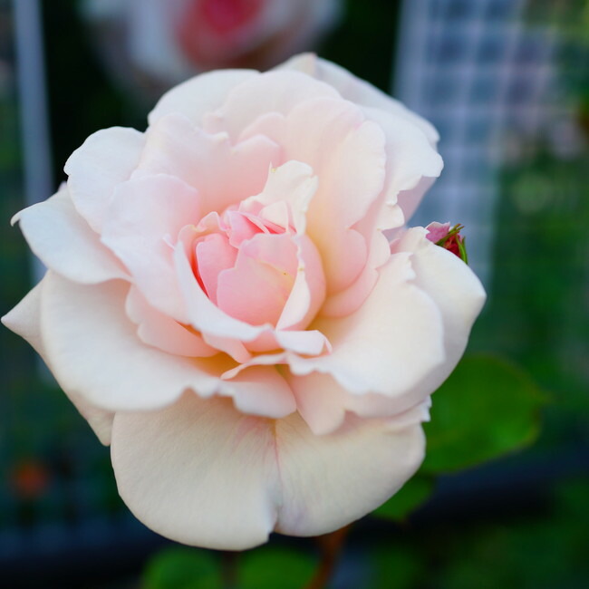 花色で選ぶつる性バラ ピンク系つるバラのバラ苗通販 苗木部 By 花ひろばオンライン