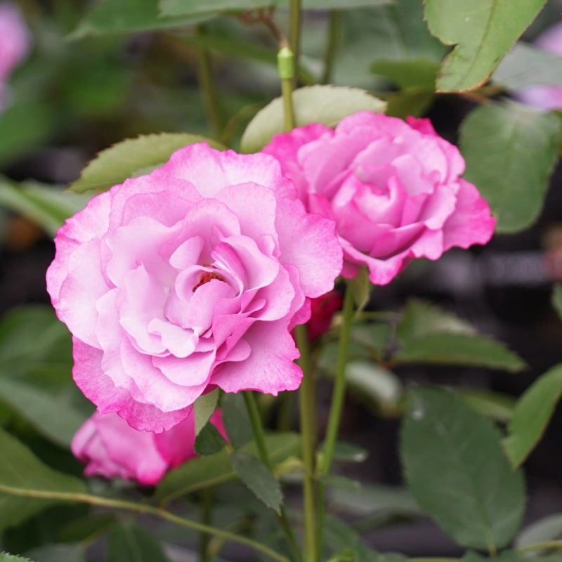 バラ ディオレサンス FL フロリバンダ 苗 販売 苗木部 By 花ひろば