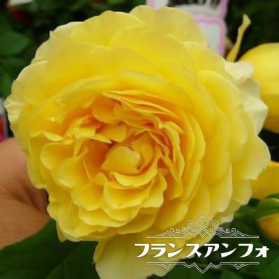バラ：フレグランスローズ ラ・ルーチェ6号鉢 の通販 | 園芸ネット