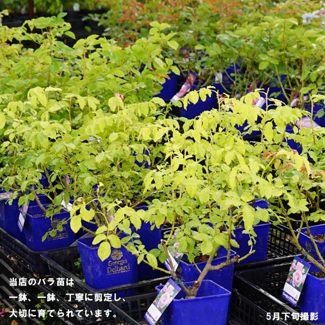 楽天市場】四季咲き強香つるバラ 【ナエマ】 3年生長尺1.1m苗