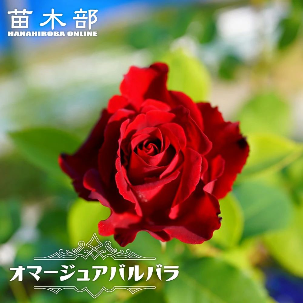 バラ ミカエル 苗 販売 苗木部 By 花ひろばオンライン