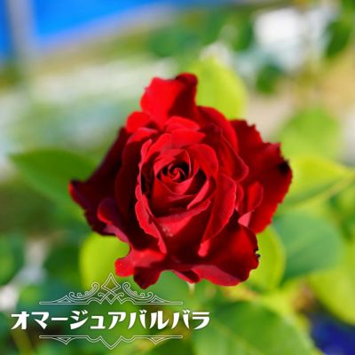 バラ コンパッション Lcl ラージフラワードクライマー つるバラ 苗 通販 苗木部 バラ コンパッション Lcl ラージフラワードクライマー つるバラ 苗 通販 苗木部