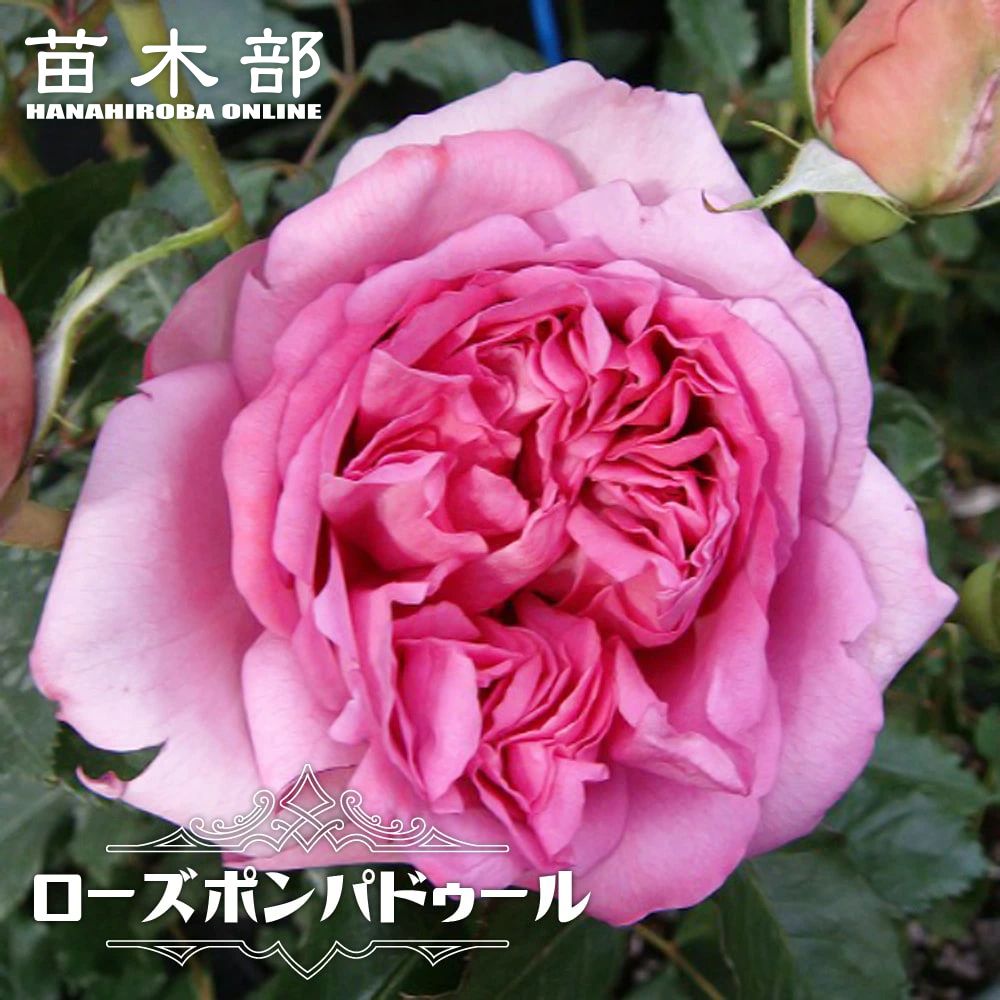 花色で選ぶつる性バラ ピンク系つるバラのバラ苗通販 苗木部 By 花ひろばオンライン