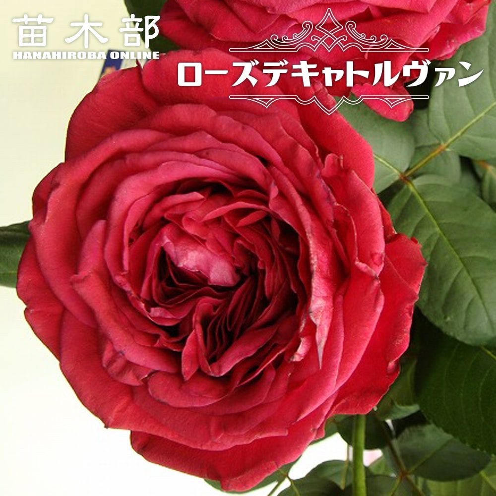 バラ アライブ 苗 販売 苗木部 By 花ひろばオンライン