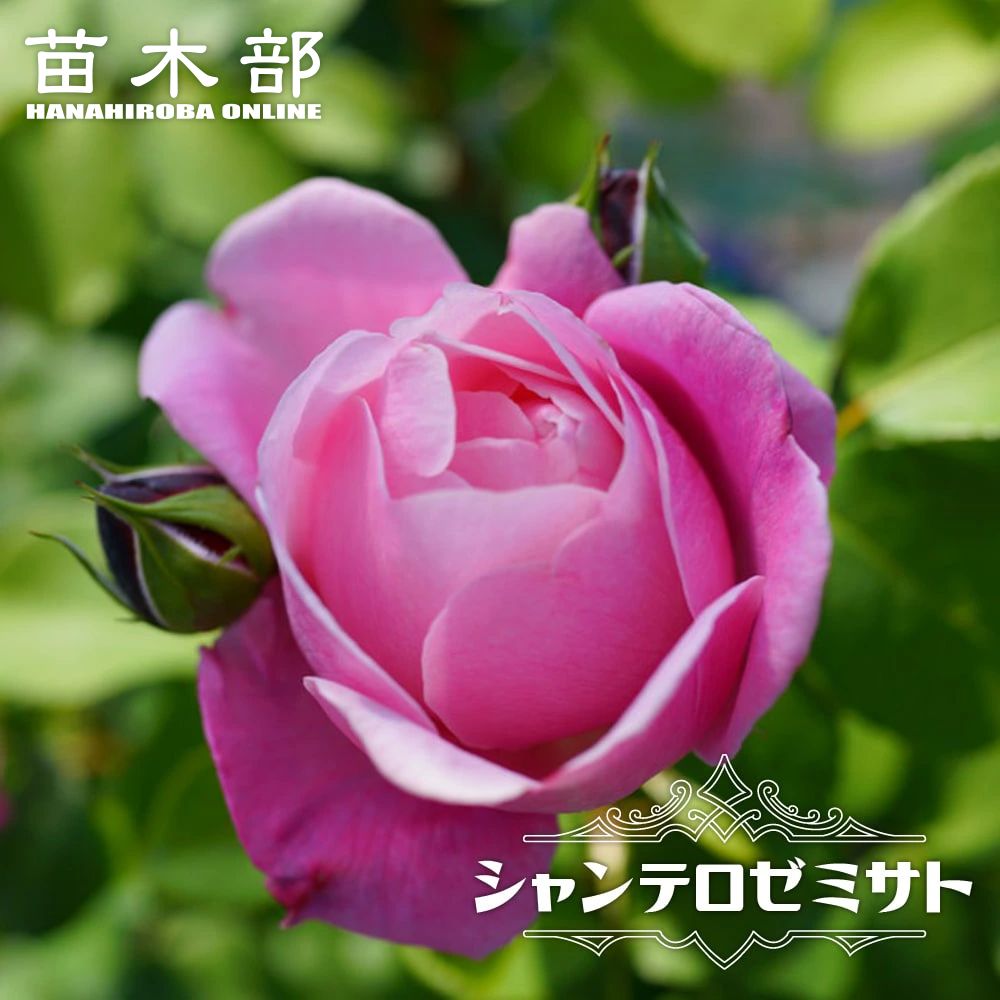 フェリシア Cl クライミング つるバラ 苗 鉢植え 苗木部 By 花ひろばオンライン